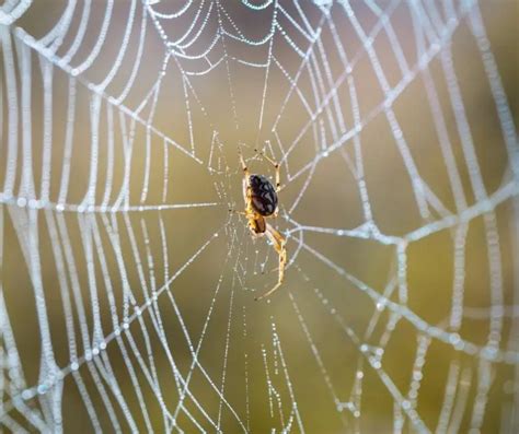 Why Do Cats Eat Spider Webs Explained Animals Hq