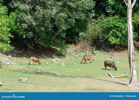 Brown Cows Bos Taurus Pasturing In A Field Stock Photo Image Of