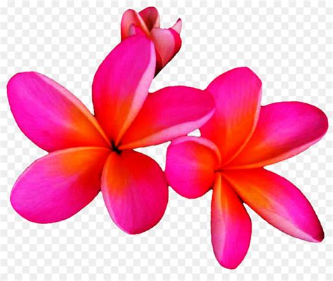 Pink Plumeria Clipart 10 Free Cliparts Download Images On Clipground 2023