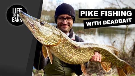 Pike Fishing With Deadbait Youtube