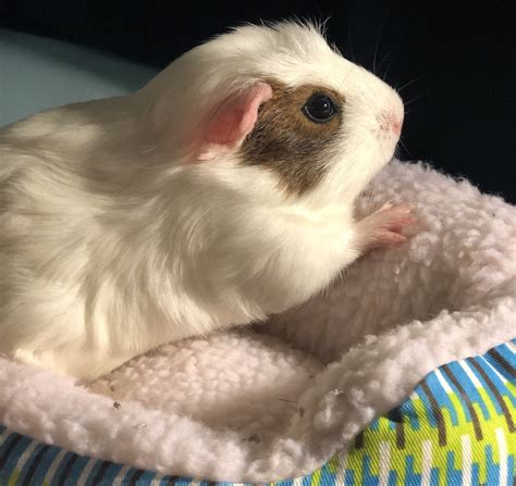 Crested Guinea Pig Rodents For Sale Modesto Ca 302618