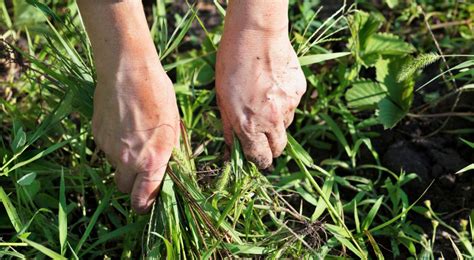 Guía Para Eliminar Las Malas Hierbas Del Jardín Malditosbichos