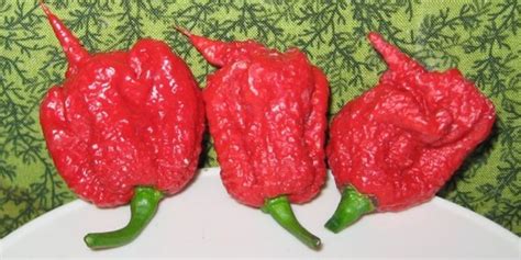 Whats It Like To Eat The Worlds Hottest Chili Pepper Huffpost