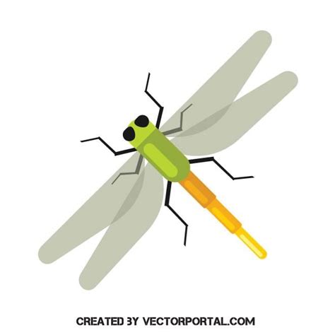 Dragonfly Graphics Royalty Free Stock Svg Vector