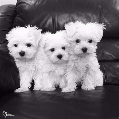 Many Maltese Puppies For Sale Furry Babies