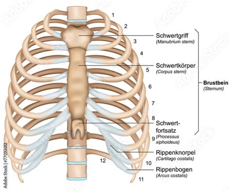 Anatomie Brustkorb Rippen Mit Beschreibung Deutsch Latain Stock