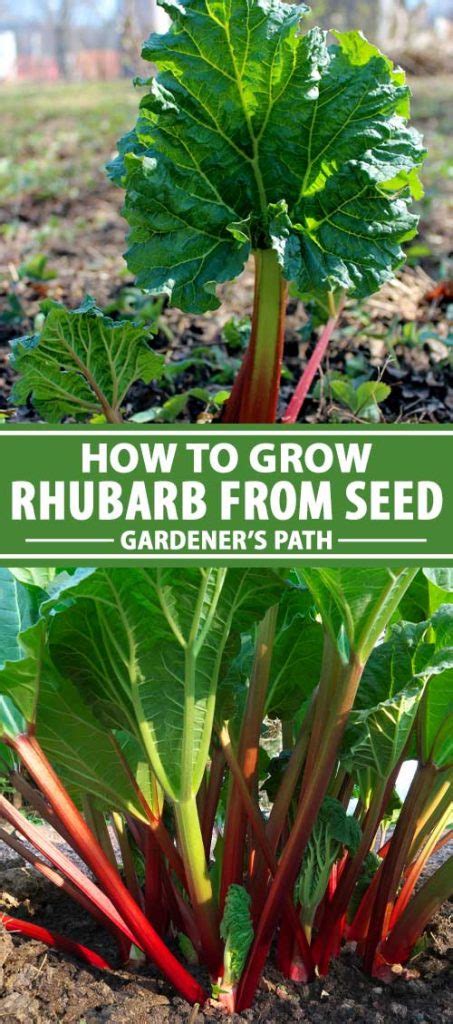 How To Grow Rhubarb From Seed Gardeners Path