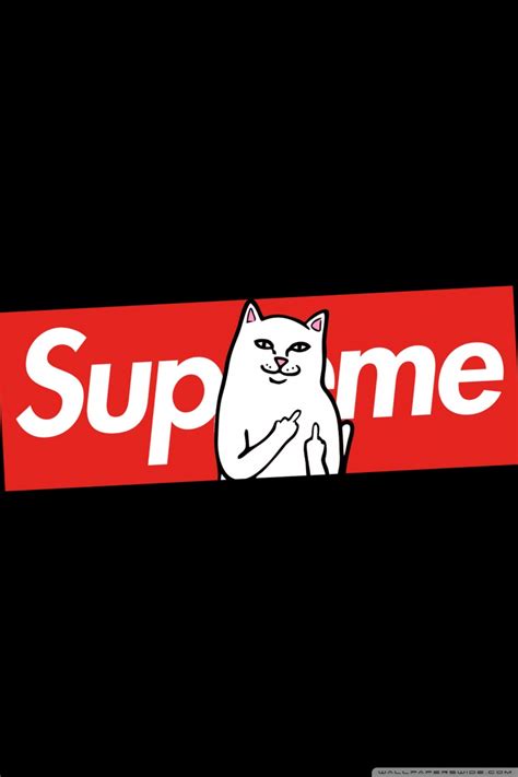 Supreme Cat Ultra Hd Desktop Background Wallpaper For 4k Uhd Tv Multi