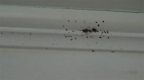 Mould bugs on the walls and roof. Bed bugs climbing up walls - YouTube
