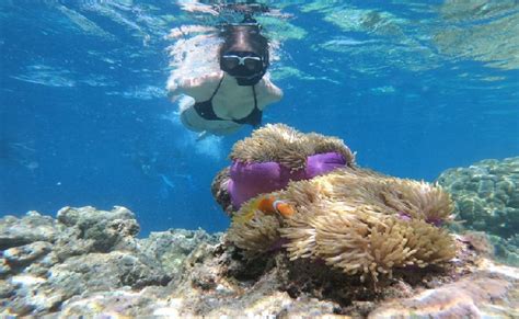 Top Secret Spots For Snorkeling In Oahu Tripztour