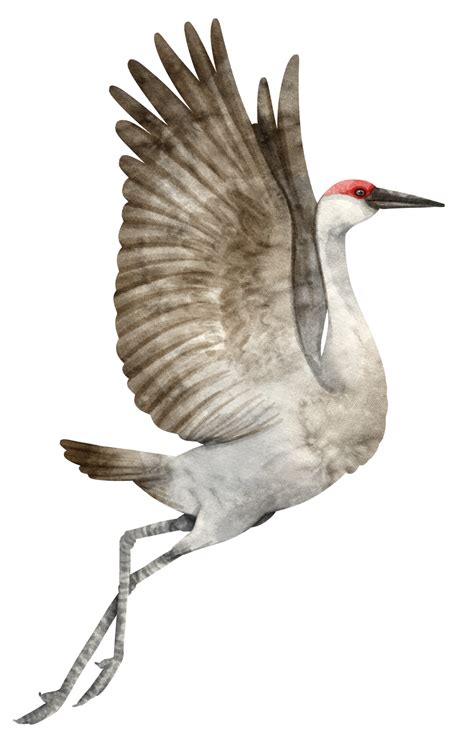 Watercolor Crane Bird Illustration 9373058 Png