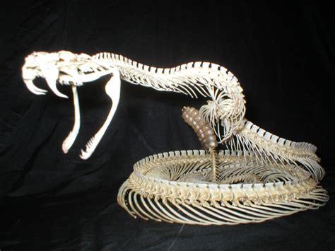 Olympus Digital Camera Real Animal Skeletons For Sale Articulation