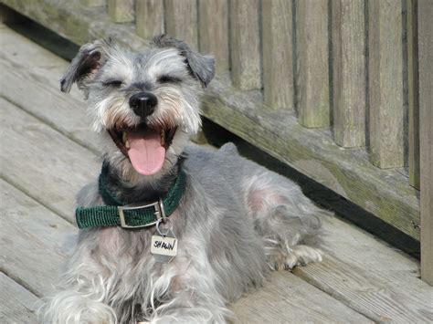 What you need to know | petalove. Shawn is a 5 year old male Schnauzer looking for a new ...