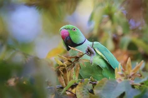 Ring Necked Parakeet By Clive Daelman Birdguides