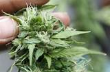 Is Marijuana Legal In Delaware Images