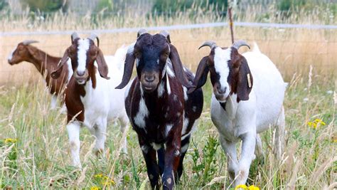 Goats For Weed Control