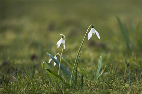 Snowdrops In The Green TalkPhotography Co Uk 52 Challenge Flickr