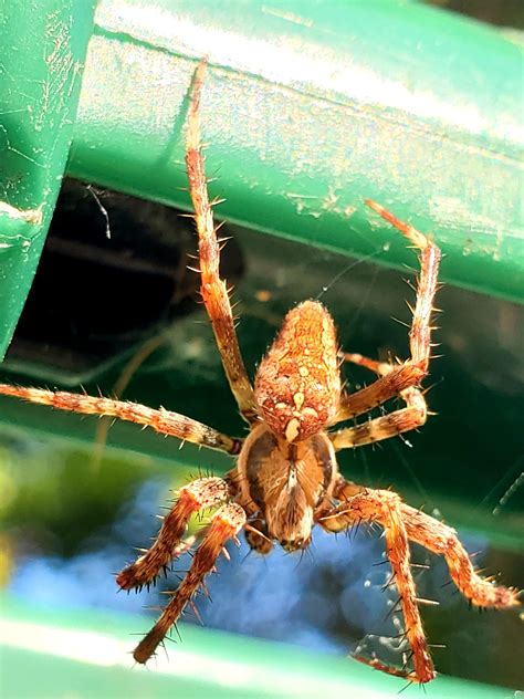 Unidentified Spider In Seattle Washington United States