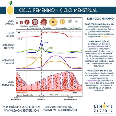 Comprensión Del Ciclo Menstrual Femenino A Nivel Hormonal
