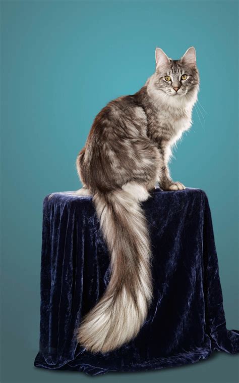 The 2018 Guinness World Record Maine Coon Cat Catsinfo