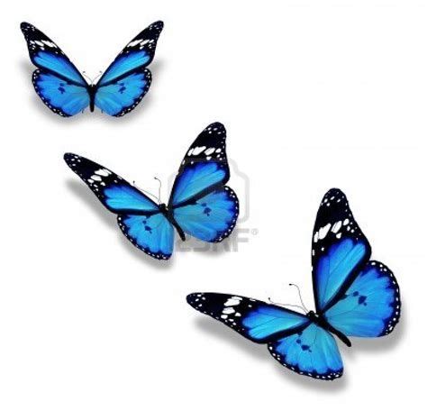 Mariposas Azules Con Movimiento Gifmaniacos Es Mariposa Azul