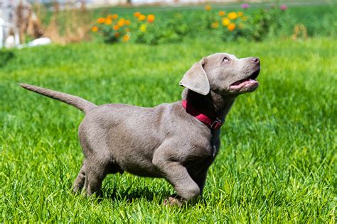 Find lab puppies in canada | visit kijiji classifieds to buy, sell, or trade almost anything! Male Silver Lab Puppy TANK- Placed - Puppy Steps Training