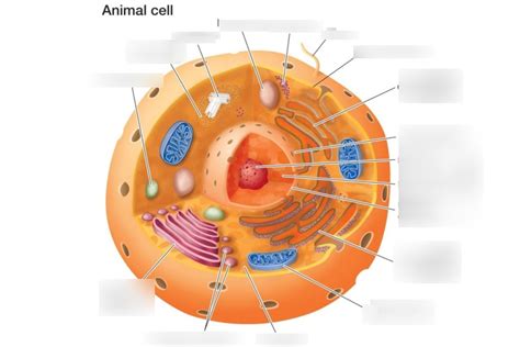 The Generalized Cell Diagram Quizlet