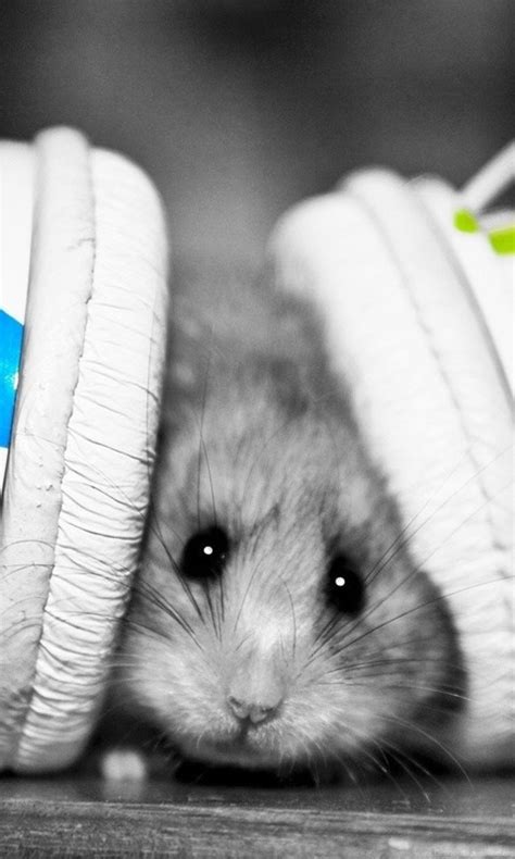 Hamsters Listen Music With Headphones Wallpapers Hd Desktop And