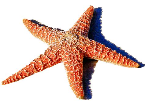 Isolated Starfish Red Sea Free Photo On Pixabay