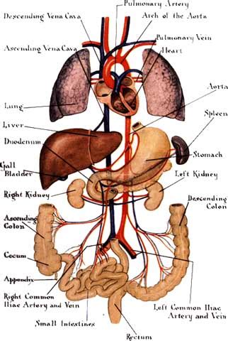 The thoracic spine has several features that distinguish it from the lumbar and cervical. Free Human Body Organs, Download Free Human Body Organs ...