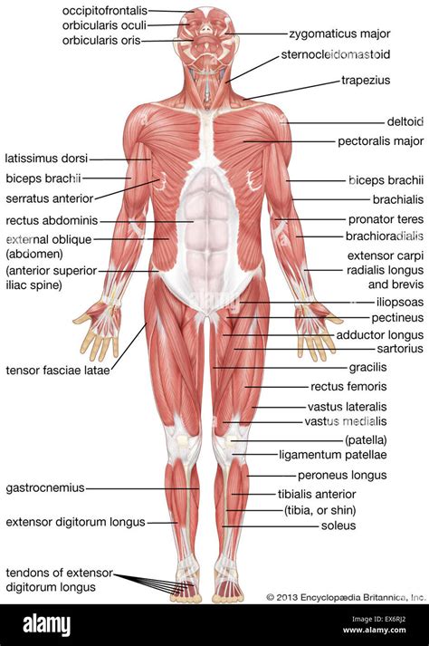 Vista Anterior Del Sistema Muscular Humano Fotos e Imágenes de stock Alamy