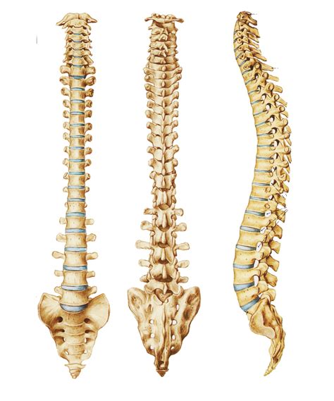 Because humans stand upright, the hole is more centrally located underneath the skull. The Vertebral Column