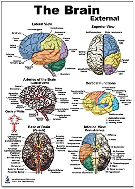 Anatomy Of The Brain Anatomical Chart
