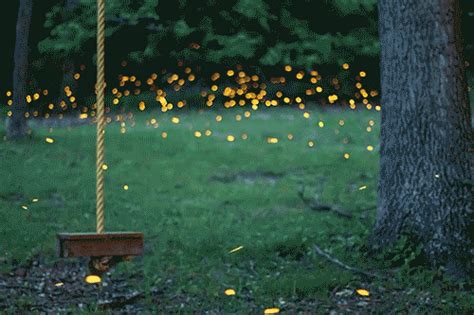 This Time Lapse Video Of Fireflies Proves We Live In A Fairytale World