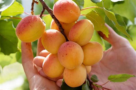 7 Of The Best Cold Hardy Apricot Trees Gardeners Path