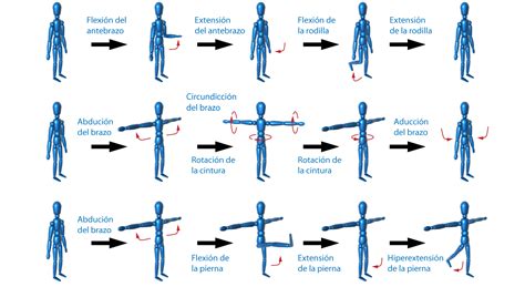 El Moderno Prometeo Zonas Corporales Y Tipos De Movimientos Musculares