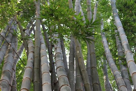 How Tall Can Bamboo Grow Depends On Type