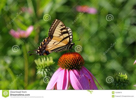Borboleta Oriental De Swallowtail Do Tigre Foto De Stock Imagem De