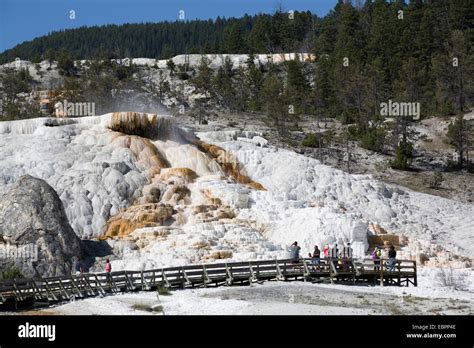 Mammoth Hot Springs Yellowstone National Park Unesco World Heritage