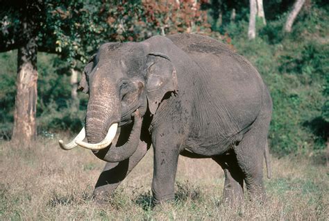 Wild Indian Elephant Elephas Maximus Photograph By E Hanumantha Rao