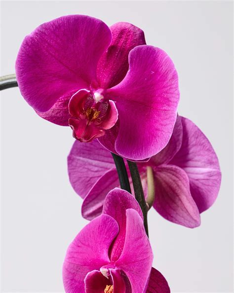 Purple Moth Orchid Phalaenopsis The Stem