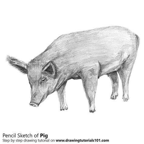 Pig Colored Pencils Drawing Pig With Color Pencils