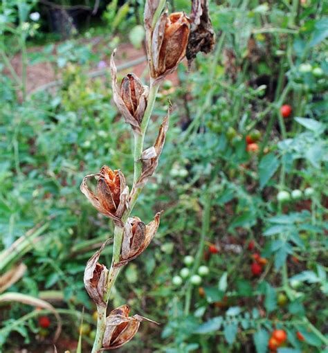 Once your gladioli are planted you can take good care of them by adding a layer of mulch, about 8 cm thick to help retain soil moisture and prevent any weeds from cropping up and stealing vital nutrients out of the soil. Saving Gladiolus Seeds - Tips For Starting Gladiolus From Seed