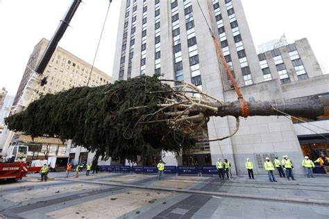 75 Foot Christmas Tree Arrives At Rockefeller Center