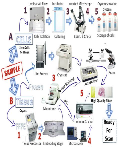 Pathology Lab Process Download Scientific Diagram