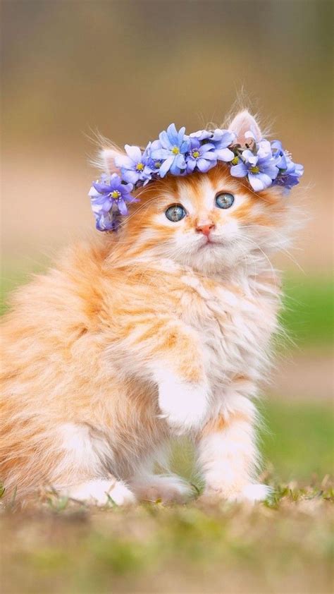 Cute Kitten With Adorable Flower Crown Cute Kittens Beautiful Kittens