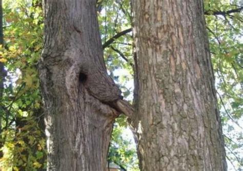 Sexy Tree Sexy Nature Weird Trees Funny Pictures Tree Faces