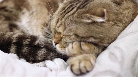 A Cute Cat Sleeps On A Gray Sofa In The Bedroom Stock Footage Video