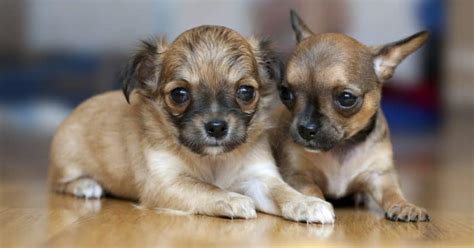 It is natural for puppies to have a bit of a potbelly when he is young, but it should start going away around 3 months (12 weeks) of age. How Much To Feed A Chihuahua Puppy | 4 Week - 6 Week - 8 Week Old