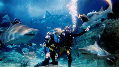 Pengalaman Shark Dive Extreme Di Melbourne
